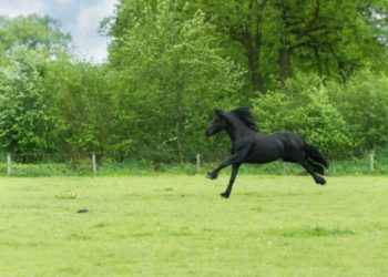 Black horse galloping in field birthday card