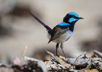 Fairywren bird birthday card