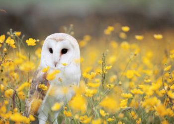 Barn owl in a field of yellow flowers birthday card