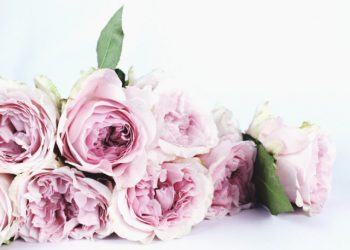 Lilac roses birthday card