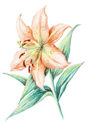 Single lily with white background birthday card