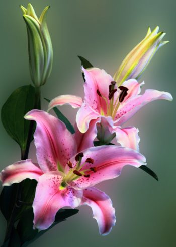 Pink lilies birthday card