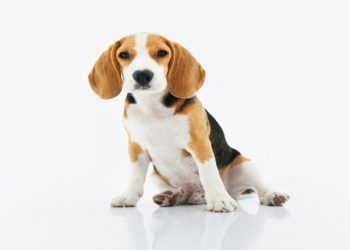 Basset hound sitting down with a white background birthday card