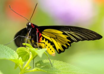 Troides rhadamantus butterfly on a leaf birthday card