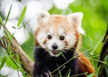 Red panda in tree birthday card