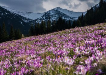 Flower covered hilltop and snow covered mountains birthday card