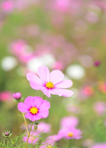 Pink flowers in a meadow birthday card