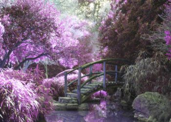 Blossom trees near a bridge birthday card