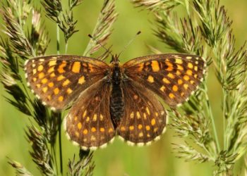 Heath fratillary butterfly on foliage birthday card