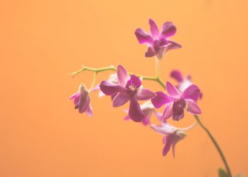 Pink orchid flowers with orange background birthday card