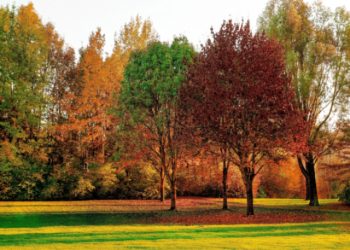 Autumnal trees birthday card