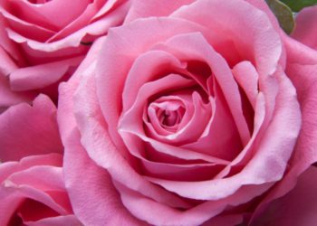 Pink roses birthday card