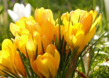 Yellow crocus flowers birthday card