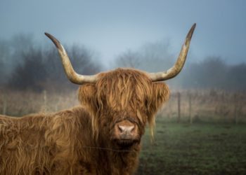 Highland cow birthday card