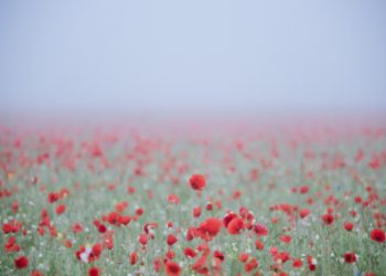 Poppy field birthday card
