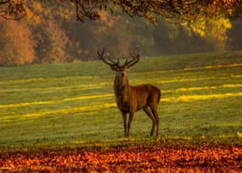 Red deer near woodland birthday card