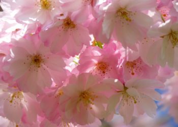 Pink blossoms birthday card