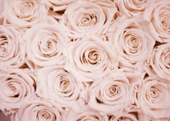 Pale pink roses birthday card