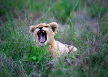 Roaring lion cub birthday card