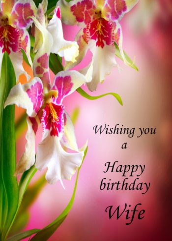 Beautiful white and pink orchids Wife birthday card