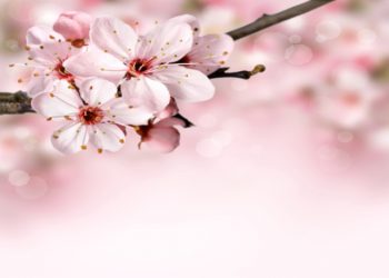 Blossom birthday card